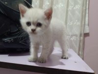 british shorthair yavrular