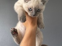 2 Aylık Scottish Fold Blue Point