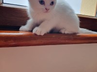 Pamuk scottish fold oğlum