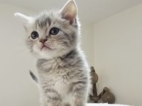 SAFKAN SICAKKANLI BRITISH SHORTHAIR KEDİLER