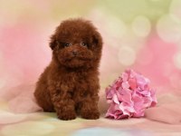 İnanılmaz güzellikte toy poodle bebekler