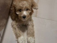 3 aylık erkek maltipoo