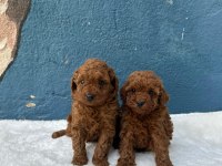 Toy Poodle Yavrular
