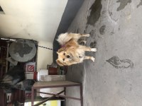 Pomeranian 1 numara tuvalet eğimi var