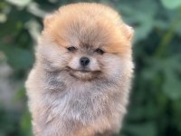 Satılık 2 tane safkan erkek yavru pomeranian
