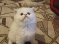 Üretim kedisi değil özel bakım ve mükemmel güzellikte