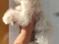 Büyümeyen kar beyaz minyatür maltese bebekler