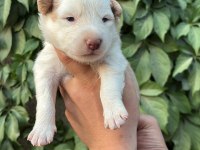Temmuz doğumlu yeni border collie bebekler