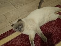 Kedimiz kaju