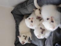 British shorthair yavrular