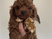 ŞİRİN SURAT MİNİK BOY TOY POODLE YAVRULAR