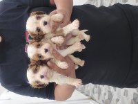 Safkan ırk garantili cavalier king charles