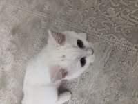 4,5 aylık british longhair yavrumuz