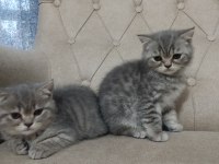 Saf Cins Sağlıklı British Shorthair Yavrular
