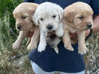 Harika golden retriever bebişler