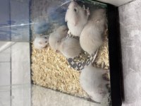 Suriye hamster