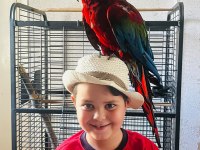 Kırmızı macaw papağanı