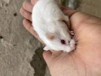 Albino spidi gonzales hamster yavru ve yetişkinler