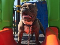 1,5 yaşında french bulldog