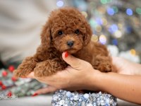Şecereli Anne Baba Boy Garantili Orijinal Red Toy Poodle