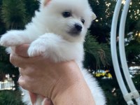 Pomeranian dişi 45 günlük