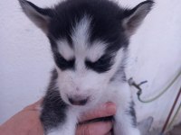 A kalite husky bebekler
