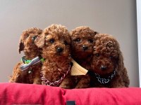 Toy Poodle Orjinal Irk Yavrular 