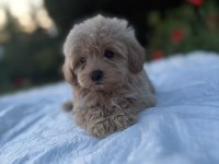 Maltipoo Karamel