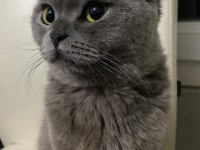 2 yaşında scottish fold ücretsiz sahiplendirilecek