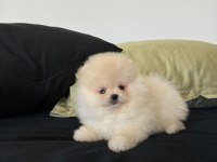 TEDDY BEAR POMERANİAN YAVRULARI