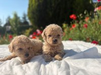 A++ MALTİPOO YAVRULARIMIZ