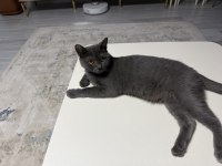 2 yaş british shorthair