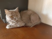 3 dışı 1 erkek yetişkin british shorthair