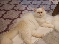 Dişi İran Egzotik Longhair