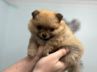50 günlük pomeranian