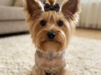 Wc eğitimli çok uyguna yorkshire terrier