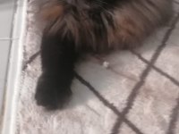 Dişi cins kedimiz