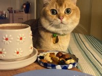 Erkek kedi eş ilanı