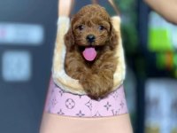 Maltipoo yavrusu