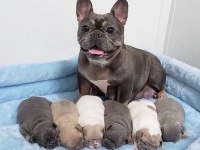 5 Haftalık safkan French Bulldog bebekler
