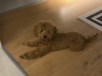 2 yaş erkek poodle dişi eş arıyorum