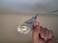 Yavru Show Jumbo Erkek Muhabbet Kuşu