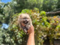 Pomeranian boo erkek