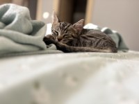 3 aylık tekir kedi sahiplendirilecek
