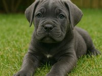 Safkan cane corso yavrular