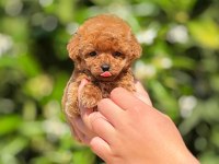Toy poodle saf kan