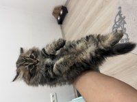 2 aylık british erkek longhair
