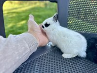 Cüce yavru tavşanlar
