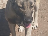 Karakırçıl dişi köpeğimiz