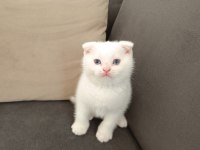 Scottish fold erkek